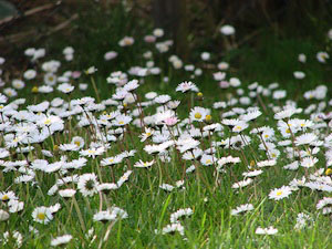 Faites entrer le printemps chez vous !