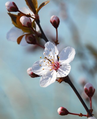 prunus